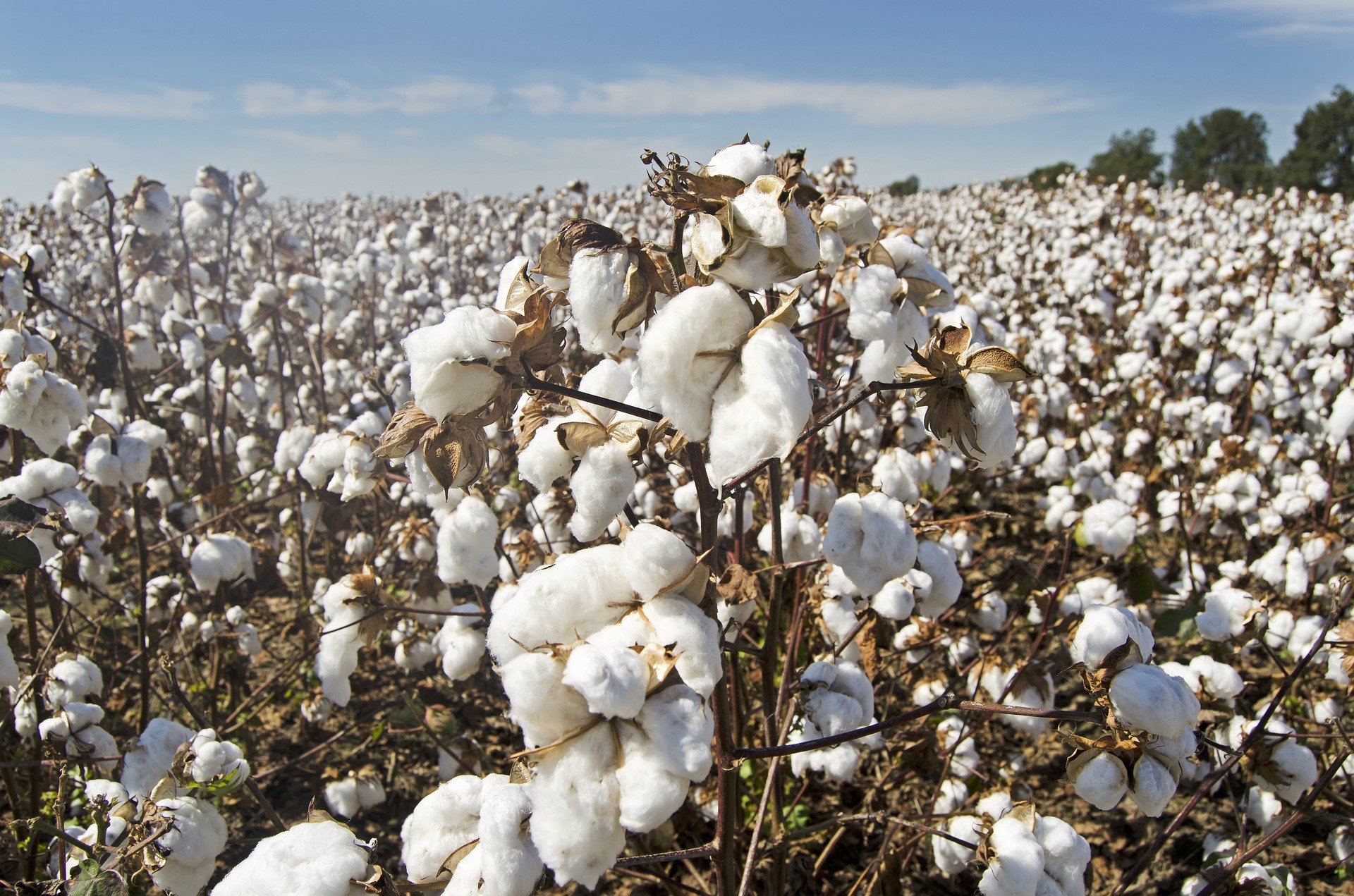 5 avantages du coton biologique par rapport au coton conventionnel